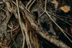 Tree roots deeply embedded in the soil, symbolizing the concept of addressing root causes for health and wellness.