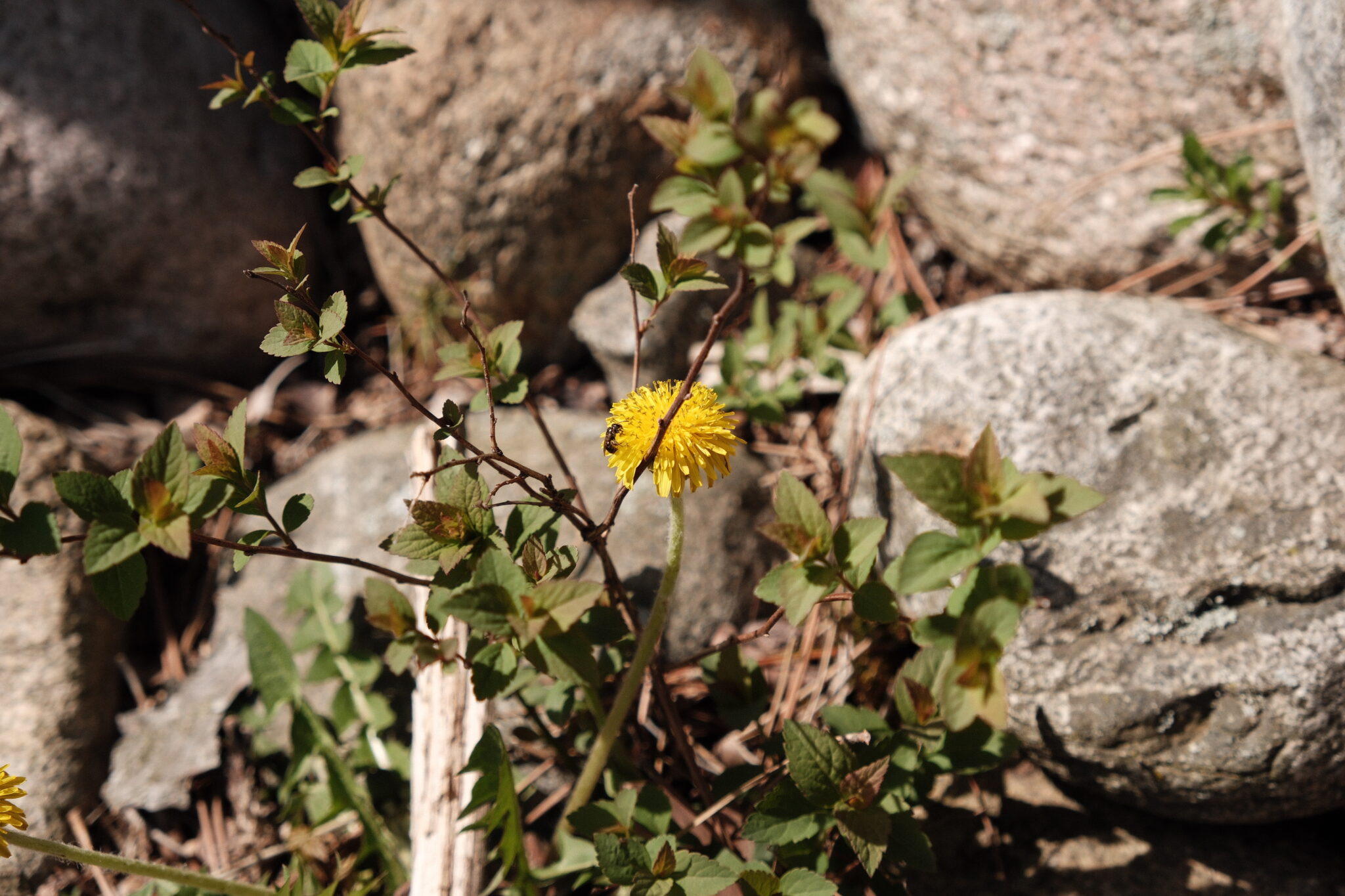 Dandelion plant in bloom, a natural detoxifier that supports liver and digestive health as part of daily detox habits for overall wellness