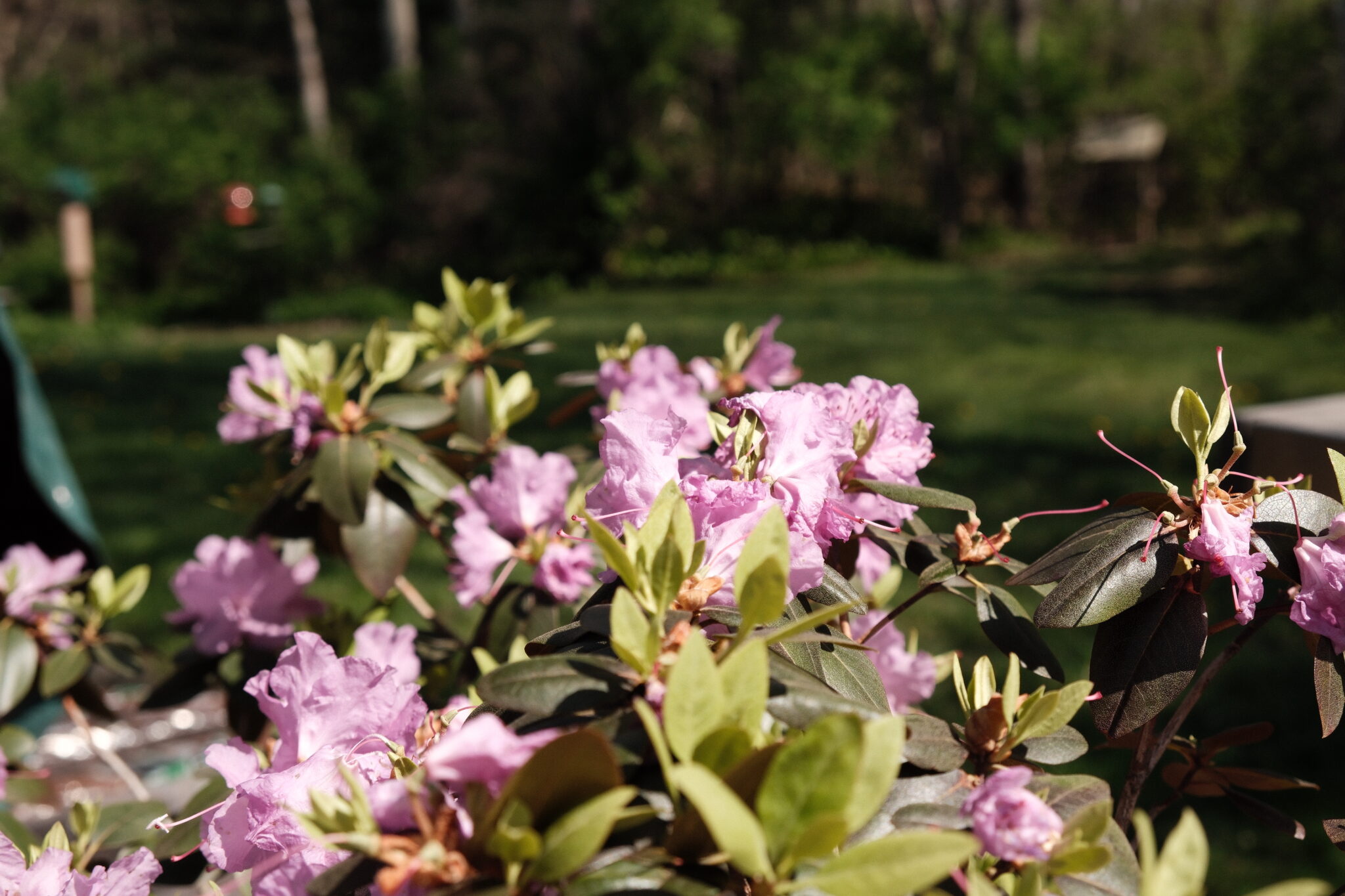 Flowers are good reminder to return to natural ways to heal.