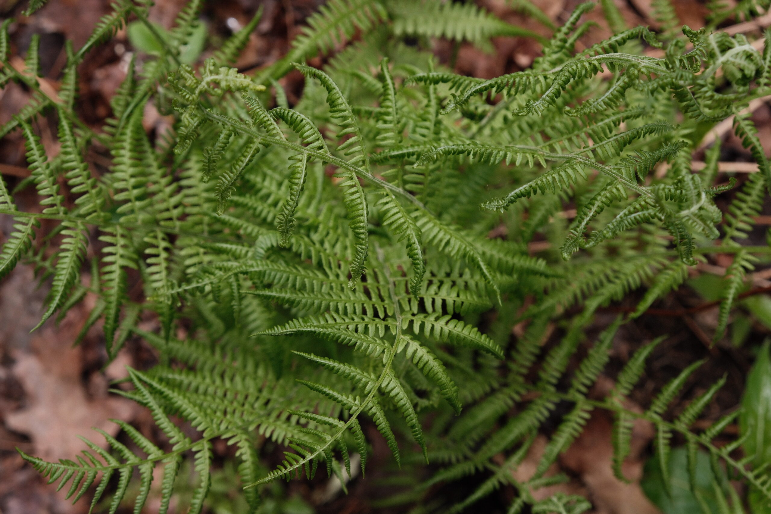 understanding triangulation in relationships