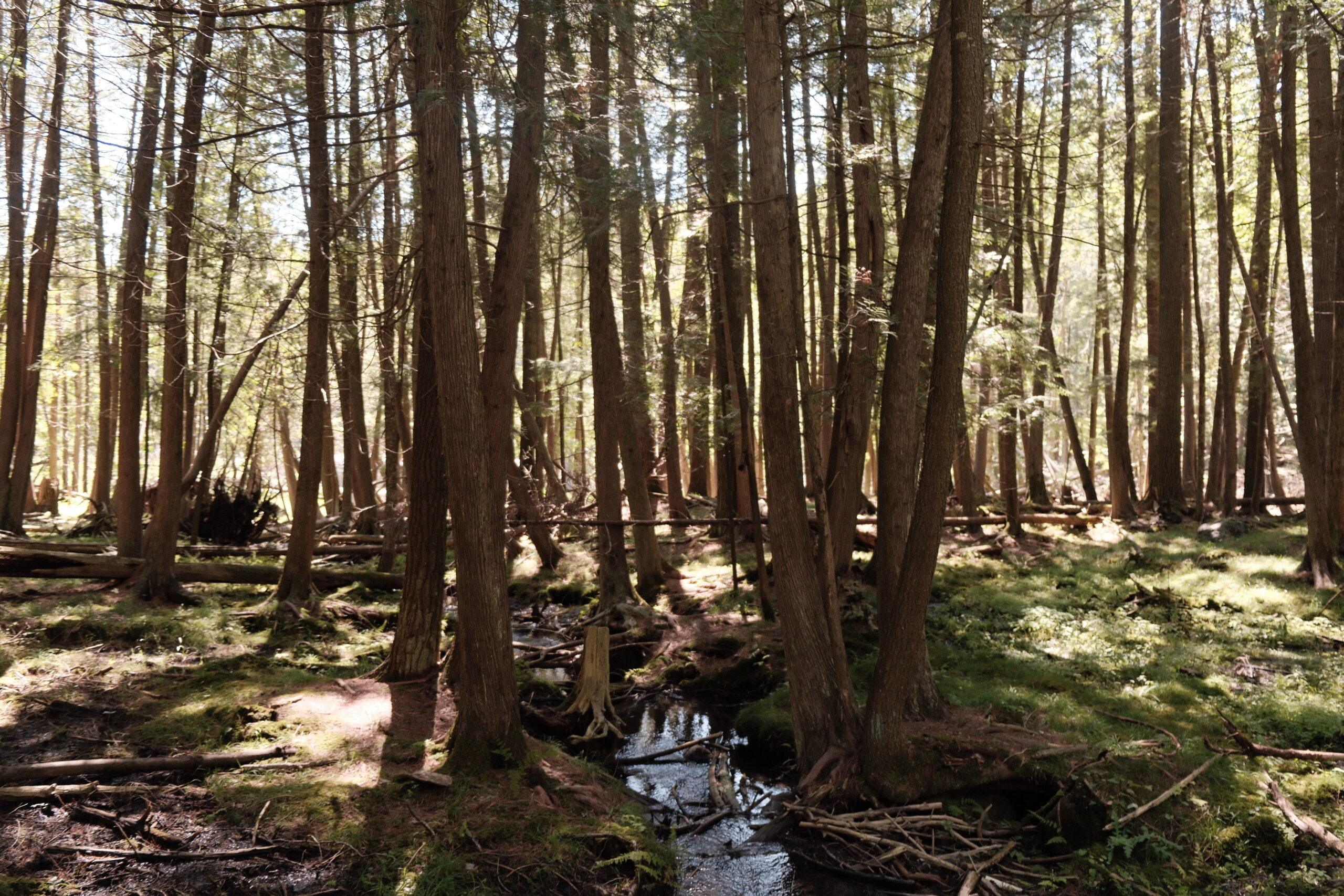 buying raw land for homesteading